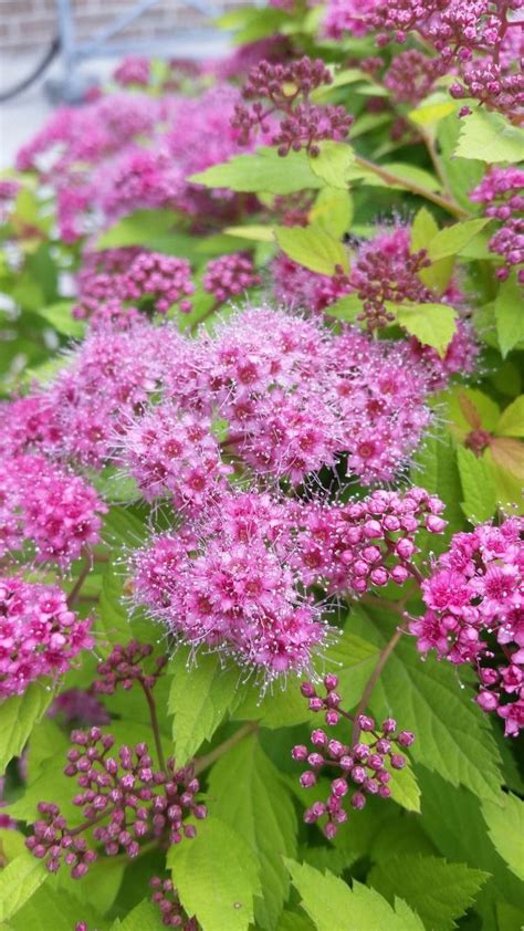 Designing a Garden with the Carpet Japanese Spirea as the Focal Point